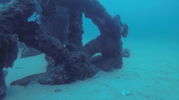 Arrecife Peces Del Mar Cortés México — Vídeo de stock