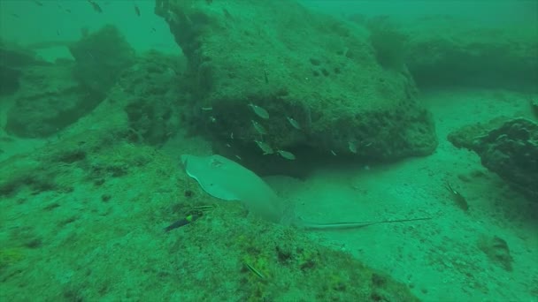 Diamond Stingray Dasyatis Brevis Nutrendosi Nella Sabbia Delle Scogliere Del — Video Stock