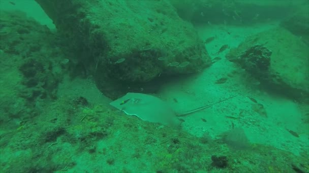 Diamond Stingray Dasyatis Brevis Nutrendosi Nella Sabbia Delle Scogliere Del — Video Stock