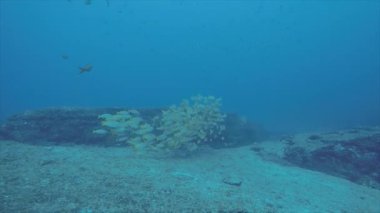 Bir gemi enkazı, okulda oluşturan sarı balığı (Lutjanus argentiventris), resifleri deniz Cortez, Pasifik Okyanusu. Cabo Pulmo, Baja California Sur, Meksika. Dünyanın akvaryum.