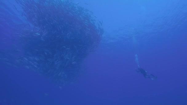 大きな目のシマアジ ジャック Sexfasciatus 偏光学校 餌ボールの竜巻を形成します カボ仏母国立公園 世界の水族館 バハカリフォルニアスル メキシコ — ストック動画