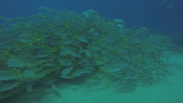 Pargo Amarillo Lutjanus Argentiventris Formando Una Escuela Naufragio Arrecifes Mar — Vídeo de stock