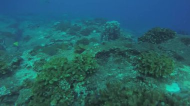 Mercan kayalığı bakış deniz Cortez, Baja California Sur, Meksika. 