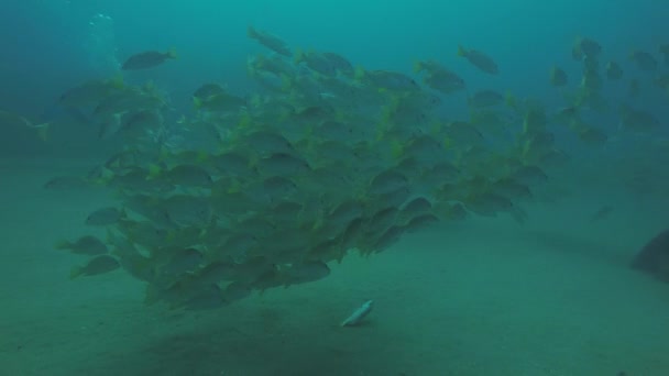 Gele Snapper Lutjanus Argentiventris Vorming Van Een School Een Schipbreuk — Stockvideo