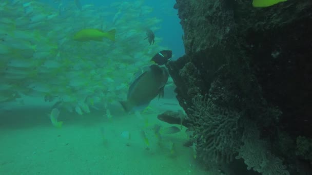 Bir Gemi Enkazı Okulda Oluşturan Sarı Balığı Lutjanus Argentiventris Resifleri — Stok video