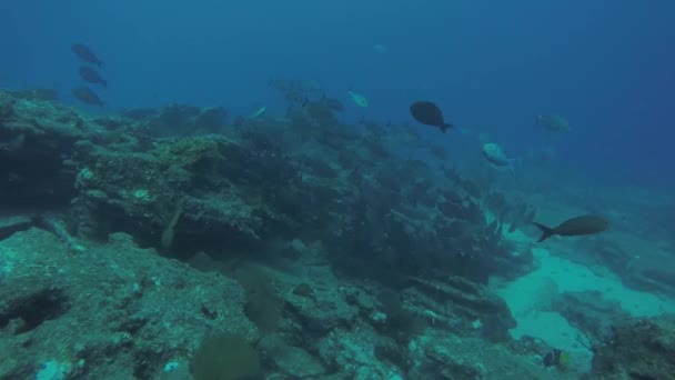 Korallenrifflandschaften Meer Von Cortez Baja California Sur Mexico — Stockvideo