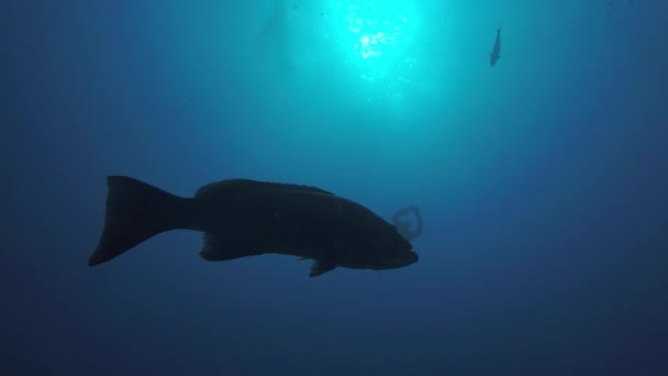 Gran Mero Del Golfo Mycteroperca Jordani Descansando Los Arrecifes Del — Vídeos de Stock