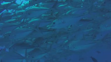 Büyük göz Trevally bir polarize okul, yem top ya da kasırga şekillendirme Jack, (Caranx sexfasciatus). Cabo Pulmo Milli Parkı, dünyanın akvaryum. Baja California Sur, Meksika.