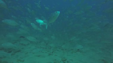 Büyük göz Trevally bir polarize okul, yem top ya da kasırga şekillendirme Jack, (Caranx sexfasciatus). Cabo Pulmo Milli Parkı, dünyanın akvaryum. Baja California Sur, Meksika.