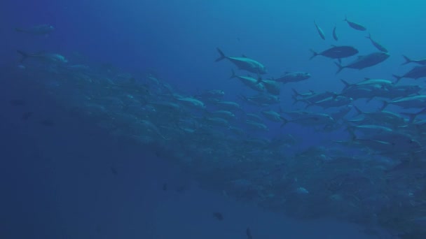 Olho Grande Trevally Jack Caranx Sexfasciatus Formando Uma Escola Polarizada — Vídeo de Stock