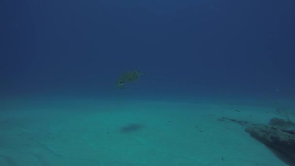 Tartaruga Marinha Nos Recifes Parque Nacional Cabo Pulmo Aquário Mundo — Vídeo de Stock