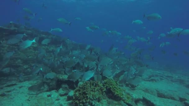 墨西哥的海洋中的珊瑚礁鱼 — 图库视频影像