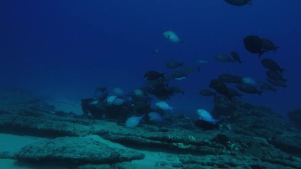 墨西哥的海洋中的珊瑚礁鱼 — 图库视频影像