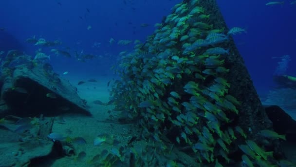 Жовтий Snapper Lutjanus Argentiventris Утворюючи Школу Корабельної Аварії Рифи Море — стокове відео