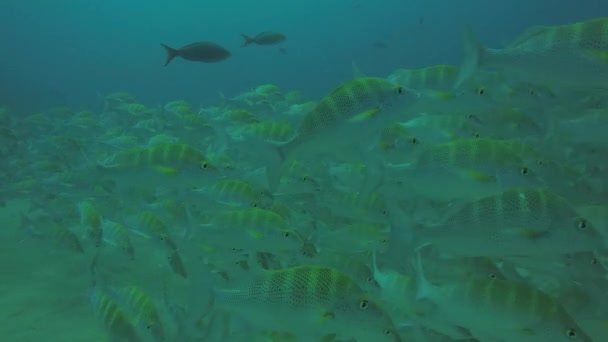 Amarelo Snapper Lutjanus Argentiventris Formando Uma Escola Naufrágio Recifes Mar — Vídeo de Stock