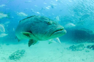 Deniz Cortez, Pasifik Okyanusu resifleri dinlenme büyük Körfez orfoz (Mycteroperca Ürdün). Cabo Pulmo Milli Parkı, Baja California Sur, Meksika. Dünyanın akvaryum.