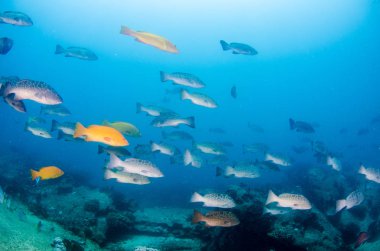 Leopar orfoz (Mycteroperca rosacea), grup deniz Cortez, Pasifik Okyanusu resifleri besleyen. Cabo Pulmo Milli Parkı, Baja California Sur, Meksika. Cousteau dünya akvaryum adlı.