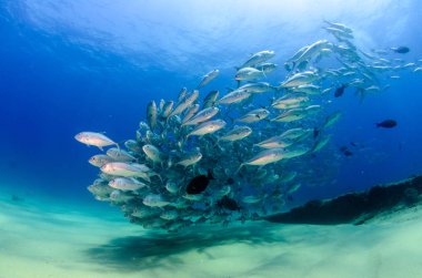 Büyük göz Trevally bir polarize okul, yem top ya da kasırga şekillendirme Jack, (Caranx sexfasciatus). Cabo Pulmo Milli Parkı, dünyanın akvaryum. Baja California Sur, Meksika.