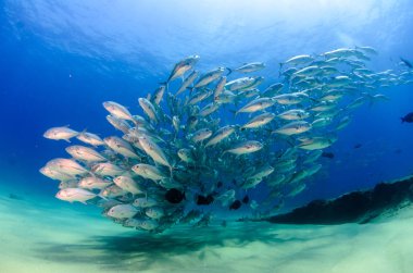 Büyük göz Trevally bir polarize okul, yem top ya da kasırga şekillendirme Jack, (Caranx sexfasciatus). Cabo Pulmo Milli Parkı, dünyanın akvaryum. Baja California Sur, Meksika.