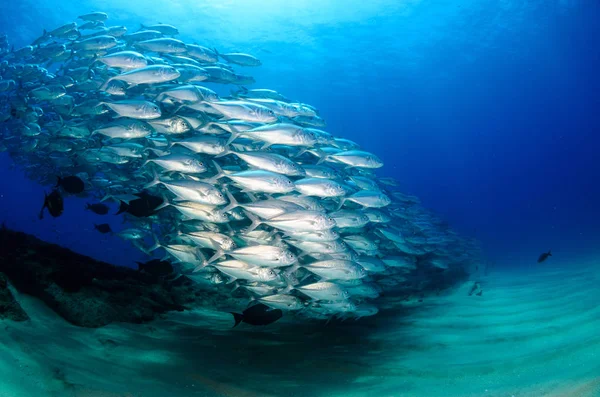 Big Eye Trevally Jack Caranx Sexfasciatus Formando Una Escuela Polarizada — Foto de Stock