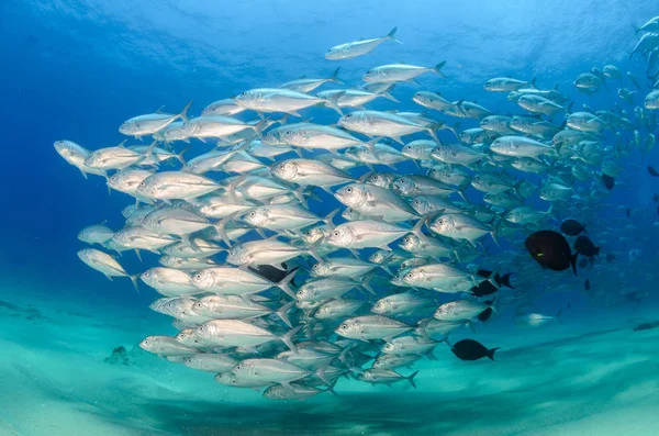 Big Eye Trevally Jack Caranx Sexfasciatus Vormen Een Gepolariseerde School — Stockfoto