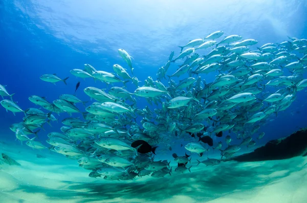 大眼睛 Trevally Caranx Sexfasciatus 形成两极分化的学校 诱饵球或龙卷风 Pulmo 国家公园 世界水族馆 下加利福尼亚 — 图库照片