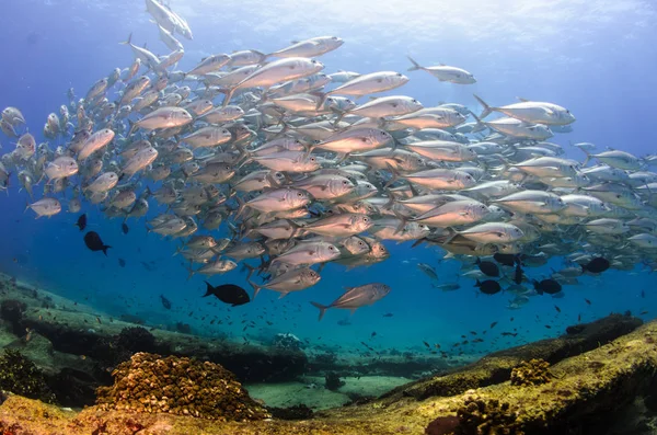 Big Eye Trevally Jack Caranx Sexfasciatus Formant Une École Polarisée — Photo