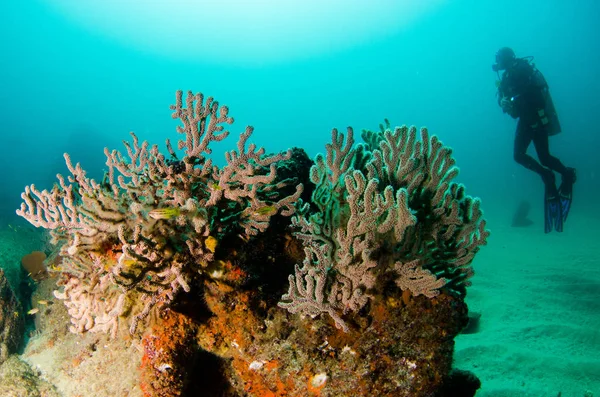 バハカリフォルニアスル メキシコのコルテス海のサンゴ礁の風景 — ストック写真