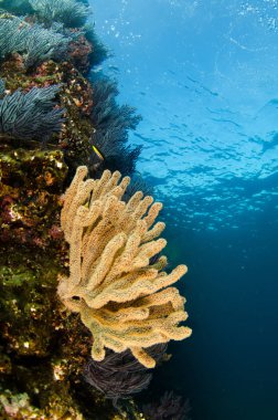 Coral reef scenics of the Sea of Cortez, Baja California Sur, Mexico.  clipart