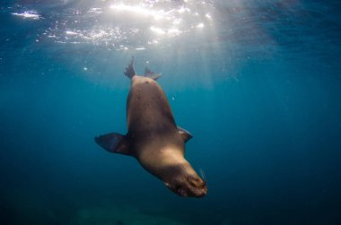 Kaliforniya deniz aslanı (Zalophus californianus) yüzme ve los islotes La paz, Espiritu Santo Adası resifleri oynayan. Baja California Sur, Meksika.