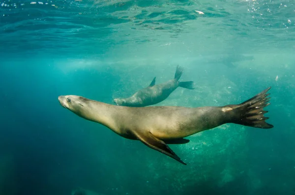 Kaliforniska Sjölejon Zalophus Californianus Simning Och Spelar Reven Los Islotes — Stockfoto