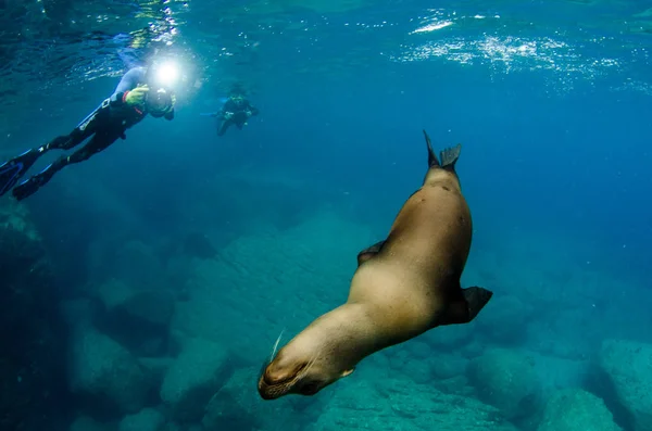 Californian Sea Lion Zalophus Californianus Swimming Playing Reefs Los Islotes — Stock Photo, Image