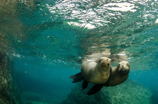 Californian sea lion (Zalophus californianus) swimming and playing in the reefs of los islotes in Espiritu Santo island at La paz,. Baja California Sur,Mexico.