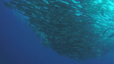Büyük göz Trevally bir polarize okul, yem top ya da kasırga şekillendirme Jack, (Caranx sexfasciatus). Cabo Pulmo Milli Parkı, dünyanın akvaryum. Baja California Sur, Meksika.