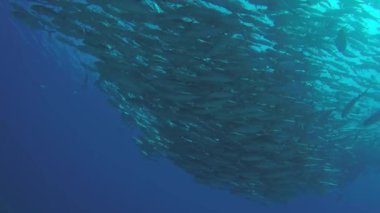 Büyük göz Trevally bir polarize okul, yem top ya da kasırga şekillendirme Jack, (Caranx sexfasciatus). Cabo Pulmo Milli Parkı, dünyanın akvaryum. Baja California Sur, Meksika.