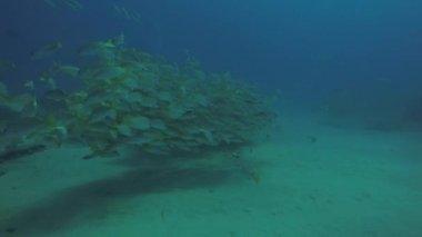 Bir gemi enkazı, okulda oluşturan sarı balığı (Lutjanus argentiventris), resifleri deniz Cortez, Pasifik Okyanusu. Cabo Pulmo, Baja California Sur, Meksika. Dünyanın akvaryum.