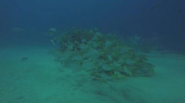 Bir gemi enkazı, okulda oluşturan sarı balığı (Lutjanus argentiventris), resifleri deniz Cortez, Pasifik Okyanusu. Cabo Pulmo, Baja California Sur, Meksika. Dünyanın akvaryum.