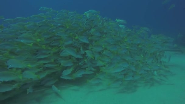 Coral Reef Scenics Sea Cortez Baja California Sur México — Vídeos de Stock