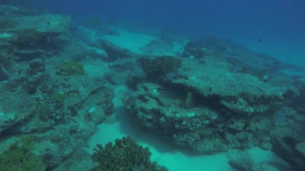 Korallenrifflandschaften Meer Von Cortez Baja California Sur Mexico — Stockvideo