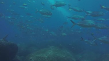 Büyük göz Trevally bir polarize okul, yem top ya da kasırga şekillendirme Jack, (Caranx sexfasciatus). Cabo Pulmo Milli Parkı, dünyanın akvaryum. Baja California Sur, Meksika.