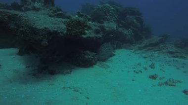 Deniz Cortez, Pasifik Okyanusu resifleri dinlenme büyük Körfez orfoz (Mycteroperca Ürdün). Cabo Pulmo Milli Parkı, Baja California Sur, Meksika. Dünyanın akvaryum.