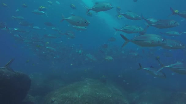 Μεγάλο Μάτι Trevally Jack Caranx Sexfasciatus Που Σχηματίζουν Ένα Πολωμένο — Αρχείο Βίντεο