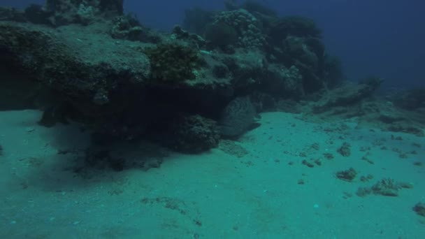 Big Gulf Grouper Mycteroperca Jordani Descansando Nos Recifes Mar Cortez — Vídeo de Stock