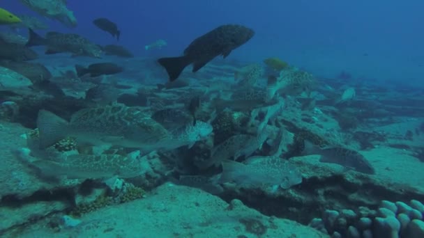ヒョウ Mycteroperca コルテス海太平洋のサンゴ礁から餌をグループ化します カボ仏母国立公園 バハカリフォルニアスル メキシコクストーというそれ世界の水族館 — ストック動画