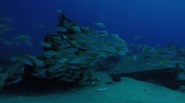 Bir gemi enkazı, okulda oluşturan sarı balığı (Lutjanus argentiventris), resifleri deniz Cortez, Pasifik Okyanusu. Cabo Pulmo, Baja California Sur, Meksika. Dünyanın akvaryum.