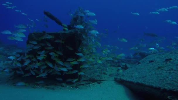 Shipwreck Cabo Pulmo Mexico — Stock Video