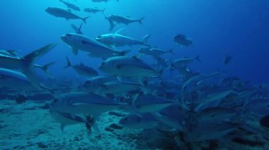 Büyük göz Trevally bir polarize okul, yem top ya da kasırga şekillendirme Jack, (Caranx sexfasciatus). Cabo Pulmo Milli Parkı, dünyanın akvaryum. Baja California Sur, Meksika.