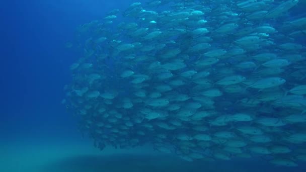 Μεγάλο Μάτι Trevally Jack Caranx Sexfasciatus Που Σχηματίζουν Ένα Πολωμένο — Αρχείο Βίντεο