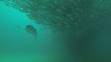 Büyük göz Trevally bir polarize okul, yem top ya da kasırga şekillendirme Jack, (Caranx sexfasciatus). Cabo Pulmo Milli Parkı, dünyanın akvaryum. Baja California Sur, Meksika.