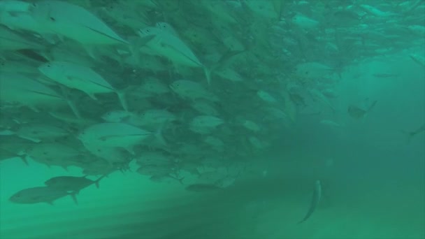 大きな目のシマアジ ジャック Sexfasciatus 偏光学校 餌ボールの竜巻を形成します カボ仏母国立公園 世界の水族館 バハカリフォルニアスル メキシコ — ストック動画